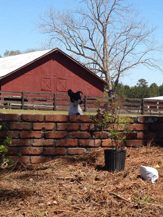 A little more about us ducks!!